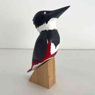 Belted Kingfisher