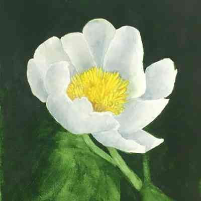Moms Peony