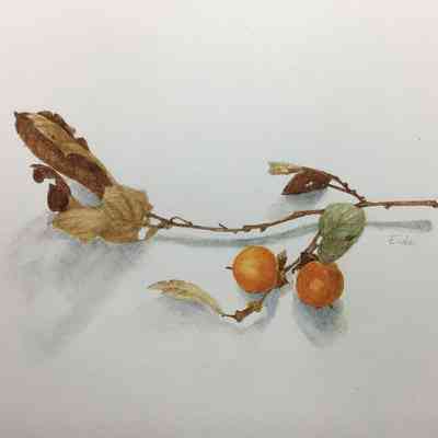 Persimmon Branch