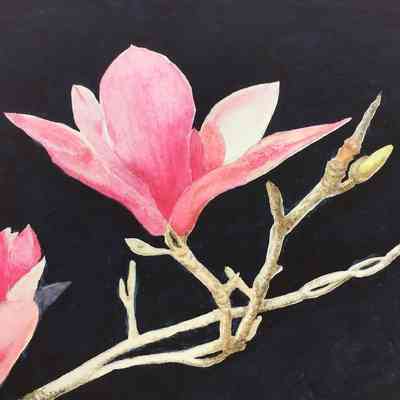 Magnolia