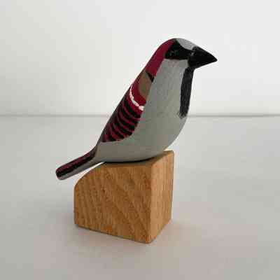 House Sparrow