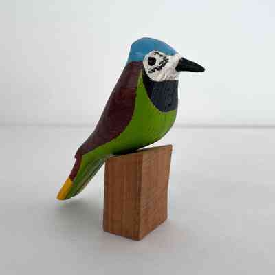 Mexican Jay