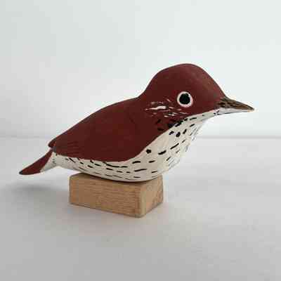 Wood Thrush