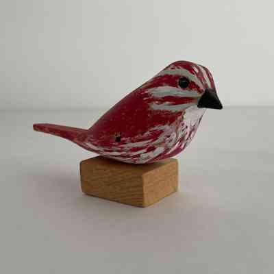 Song Sparrow