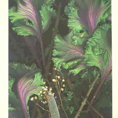 Savoy Cabbage, Baby's Breath, Blade, 1995