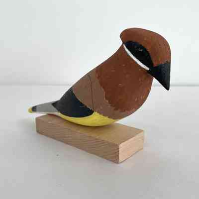Cedar Waxwing