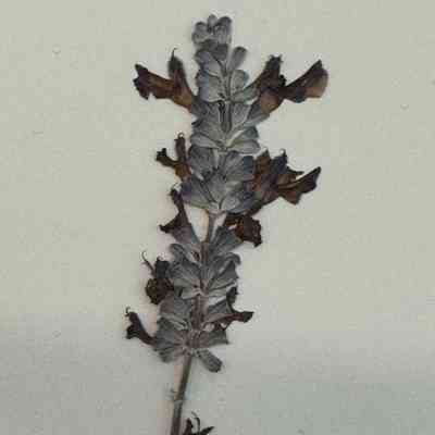 Blue Sage