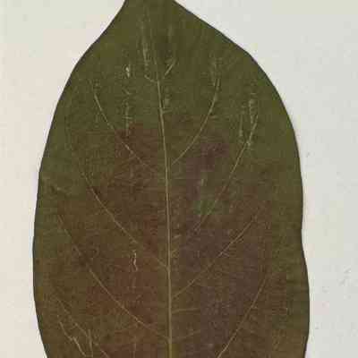 Southern Magnolia Leaf