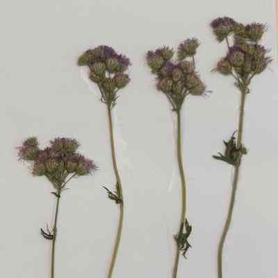 Blue Mistflower