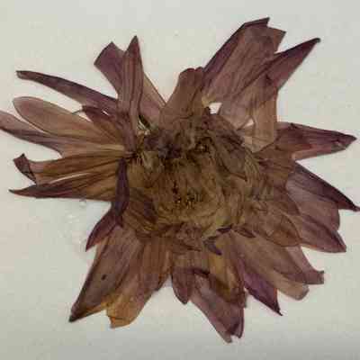 Chrysanthemum