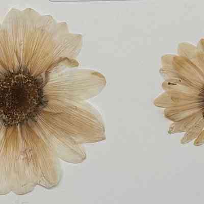 Shasta Daisy