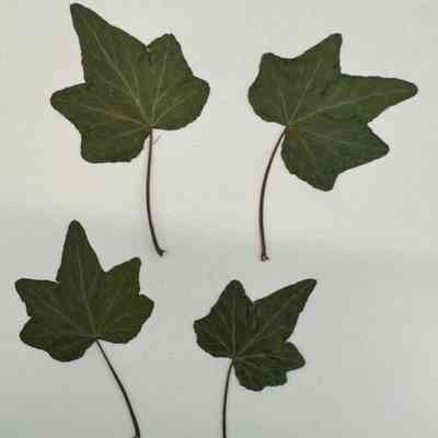 English Ivy Leaf