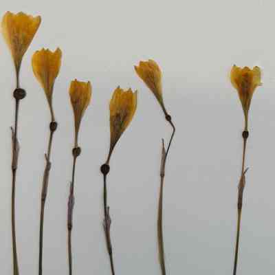 Yellow Rain Lily