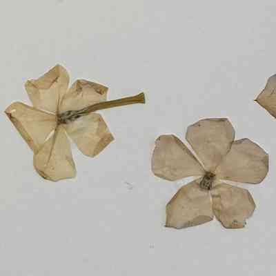 Annual Vinca