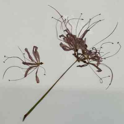 Red Spider Lily