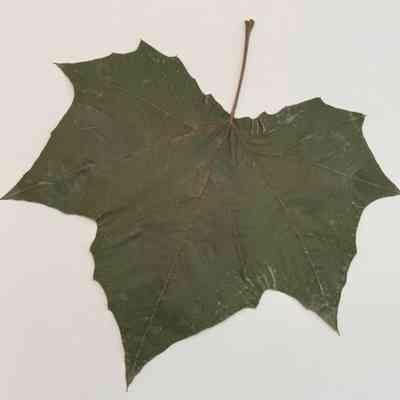 Sycamore Leaf