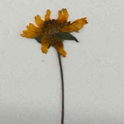 Few Leaf Sunflower
