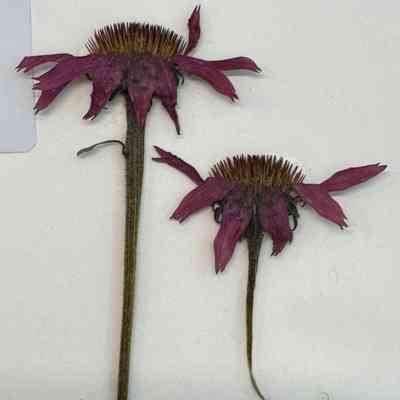 Purple Coneflower