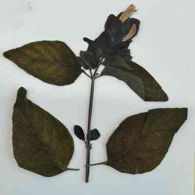 Shrimp Plant