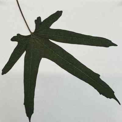 White Mulberry Leaf