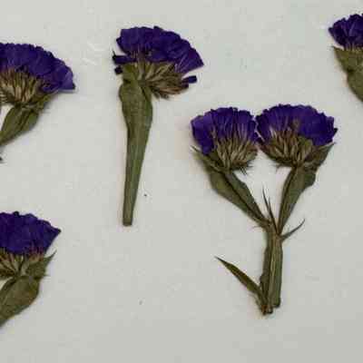 Sea Lavender