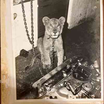 Joel’s African Lion in the shop