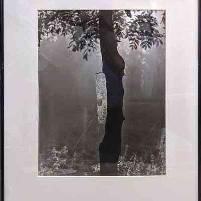 Brognard Spider's Web