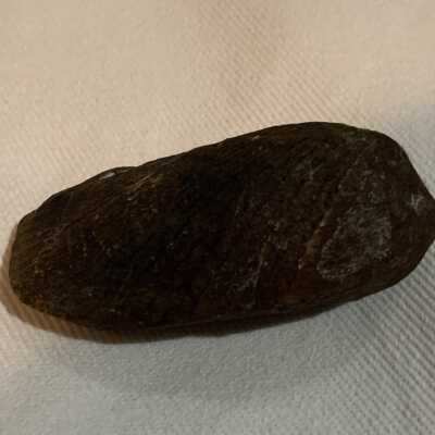 Pholas Fossil