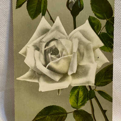 '1964 Kaiserin Augusta Victoria Rose'
