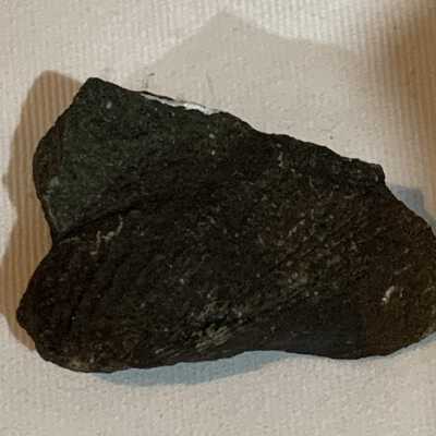 Pholas Fossil