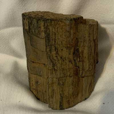 Petrified Wood