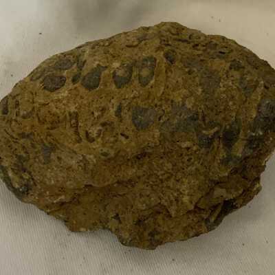 Crinoids or Trepostomata Fossil