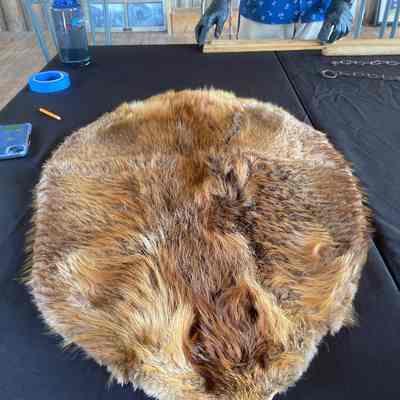 Beaver rug