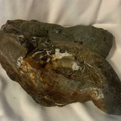 Cobbanites Engleri Pleuromya Arcto Fossil