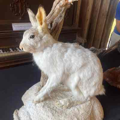 White rabbit taxidermy