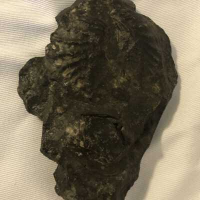 Myophorella Dawsoni, Pleuromya