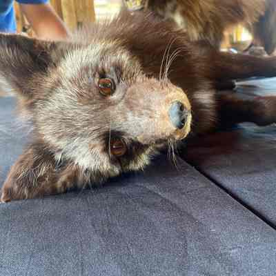 Fox Taxidermy
