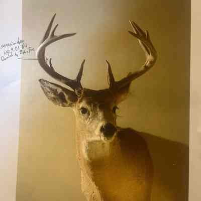 Deer Head