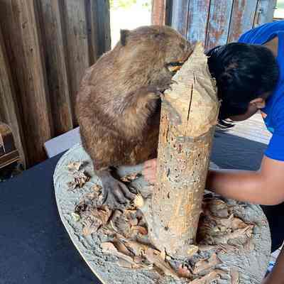 Beaver taxidermy