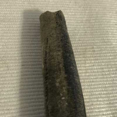 Cylindroteuthis: Belemnite Fossil