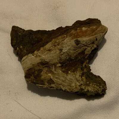 Gervilles Ferrieri Fossil