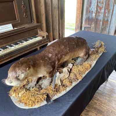 Otter taxidermy