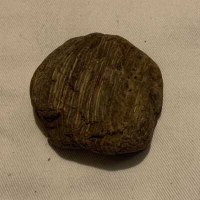 Petrified Wood