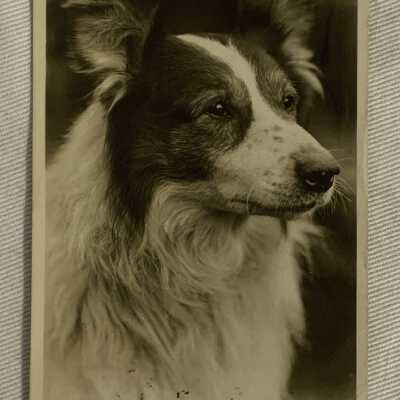 'An Old Friend' 1905