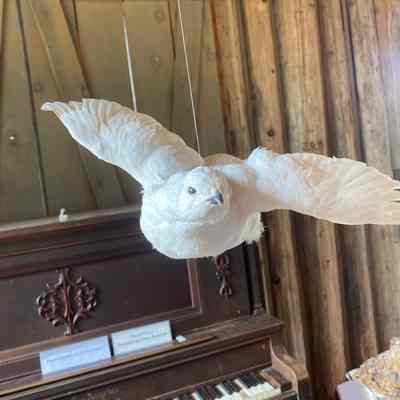 Dove taxidermy