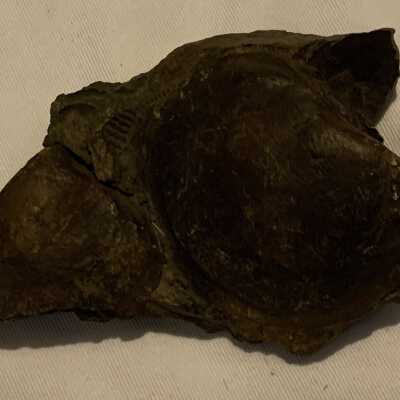 Pectren Pleuromya Ostrea Scallop Fossil