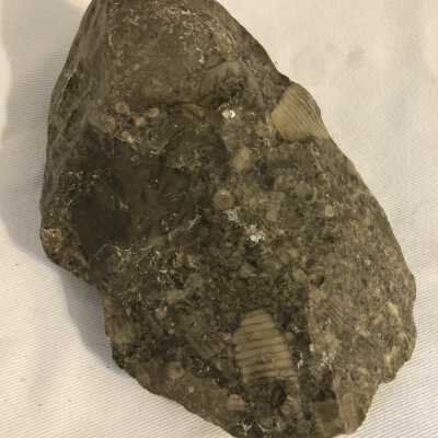 Crinoids: Sea Lily Fossil