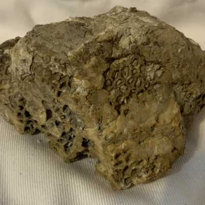 Coral Fossil
