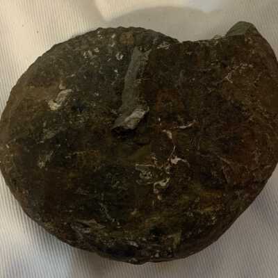 Lilloetia: Involute Ammonite Fossil
