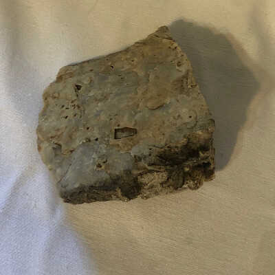 Crinoid Fusilinids: Bivalve Fossil